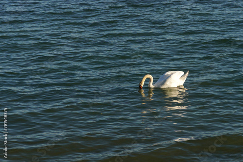 Fototapeta Naklejka Na Ścianę i Meble -  swan on the lake