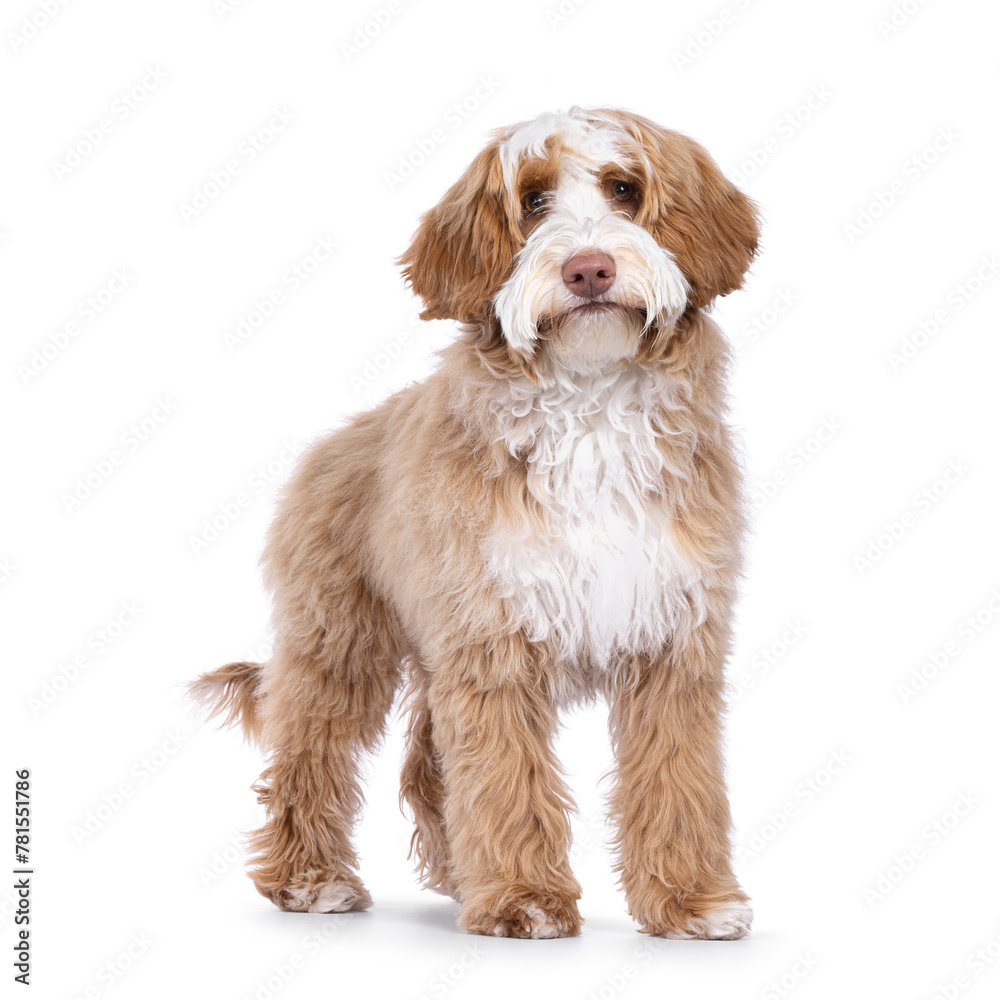 Cute tuxedo young Labradoodle dog, standing side ways facing front. Looking straight to camera. Isolated on a white background.