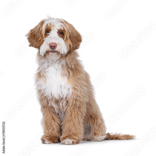 Fototapeta Naklejka Na Ścianę i Meble -  Cute tuxedo young Labradoodle dog, sitting up side ways. Looking straight to camera. Isolated on a white background.