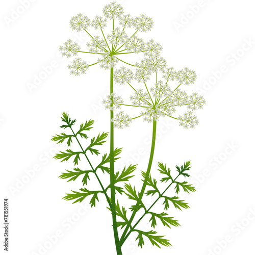 Regular cumin inflorescence with green leaves on a white background..eps