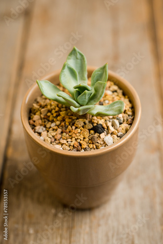 Small succulent plant on the rustic background. Selective focus. Shallow depth of field.
