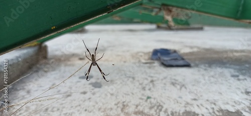 Valokuva spider