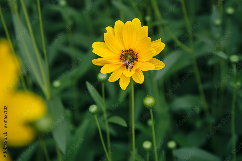 Yellow Heliopsis aster flower and bee close-up on a dark green blurred background in the garden, close up. Yellow Heliopsis aster flower and bee close-up on a dark green blurred background in the garden, close up.