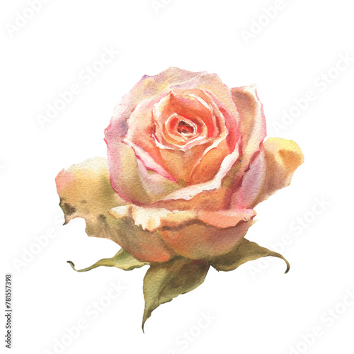 Watercolor botanical illustration of peach rose. Hand drawn flower isolated on white background. For greeting card or wedding invitation.