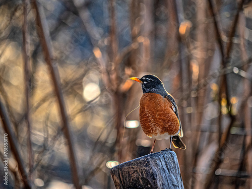 American robin ,Turdus migratorius  is a migratory bird photo