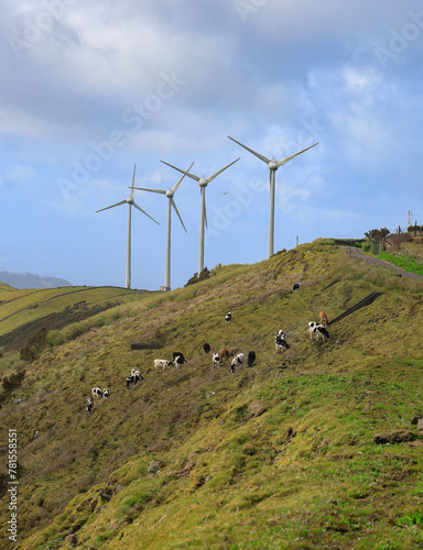 Vacas a pastar num parque de turbinas eólicas