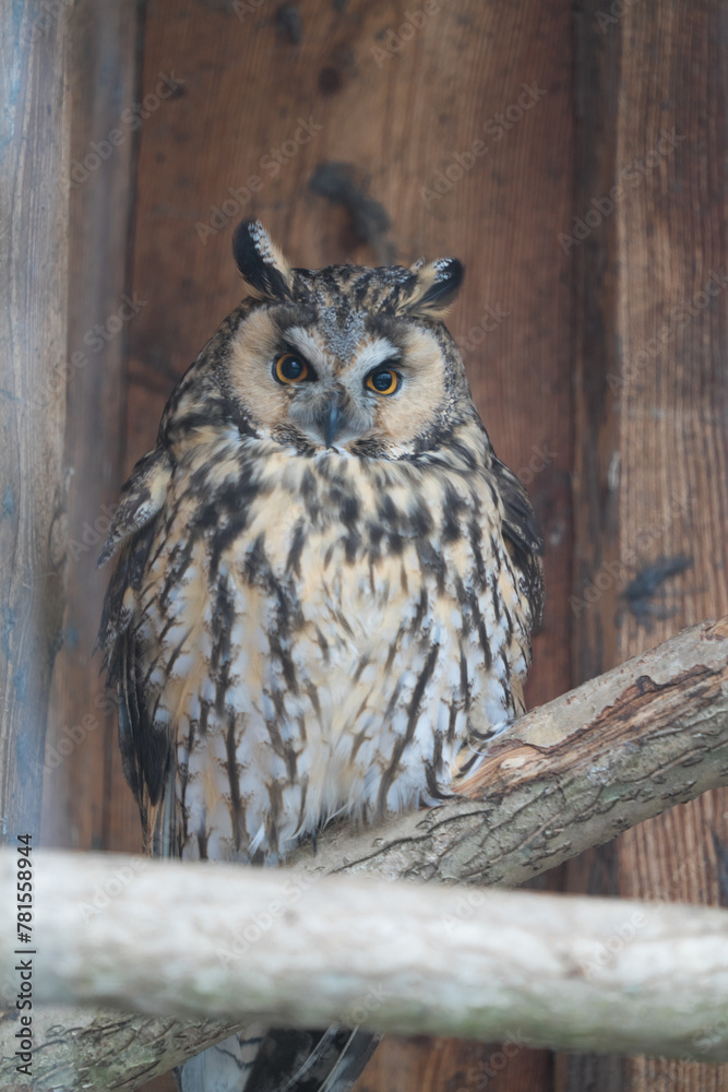 Fototapeta premium Tallinn Estonia - April 06 2024: Head portrait of the long-eared owl (Latin: Asio otus), also known as the northern long-eared owl. Silent nocturnal killer.