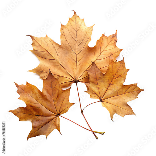 dry leaves  maple leaves isolated on white background