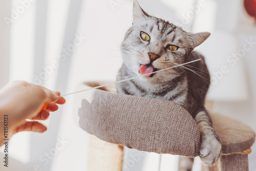 Obraz na plátně Silver tabby cat with sratching furniture