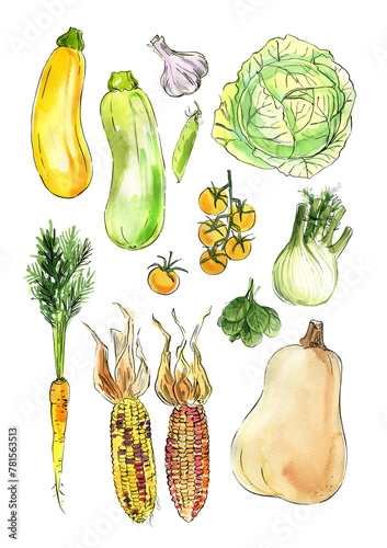 Vegetables food illustrations. Watercolor and ink sketches. Pumpkin, corn, cabbage, zucchini, carrots, tomatoes, spinach