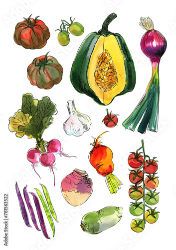 Vegetables food illustrations. Watercolor and ink sketches. Tomatoes, pumpkin, red onion, rutabaga, beans, garlic