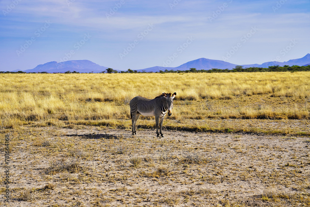 Obraz premium An endangered and rare Grevy's Zebra contemplates visitors in the dry savanna grass plains with rolling hills in the distance at the Buffalo Springs Reserve in Samburu County, Kenya