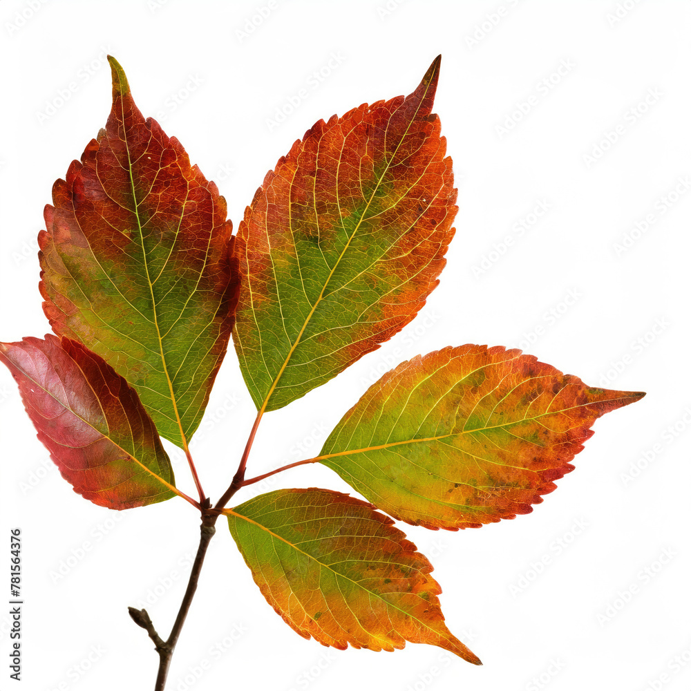 Autumn Leafs isolated on studio white background Autumn Leafs isolated on studio white background