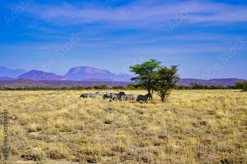 A Herd of endangered Grevy's Zebras take shade from the sun in the vast savanna plains with Mount Ololokwe in the far distance at the Buffalo Springs Reserve in Samburu County, Kenya