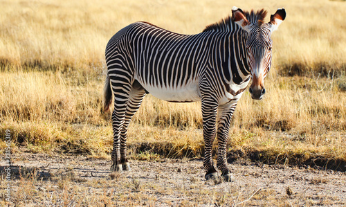 Close up of a beautiful endangered Grevy s Zebra viewing visitors warily at the far distance at the Buffalo Springs Reserve in Samburu County  Kenya