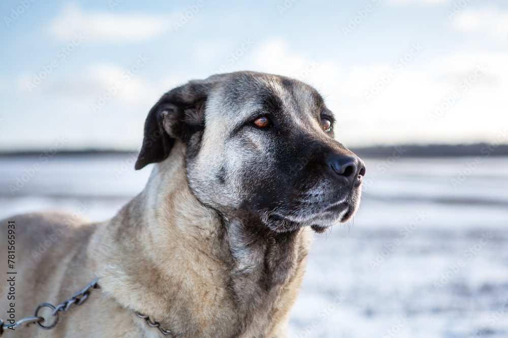 Turkish Kangal dog in winter on a pasture, portrait, close-up. Livestock guard dog. Kangal dogs can perform their duties in the harshest climatic and working conditions. Turkish Kangal dog in winter on a pasture, portrait, close-up. Livestock guard dog. Kangal dogs can perform their duties in the harshest climatic and working conditions.