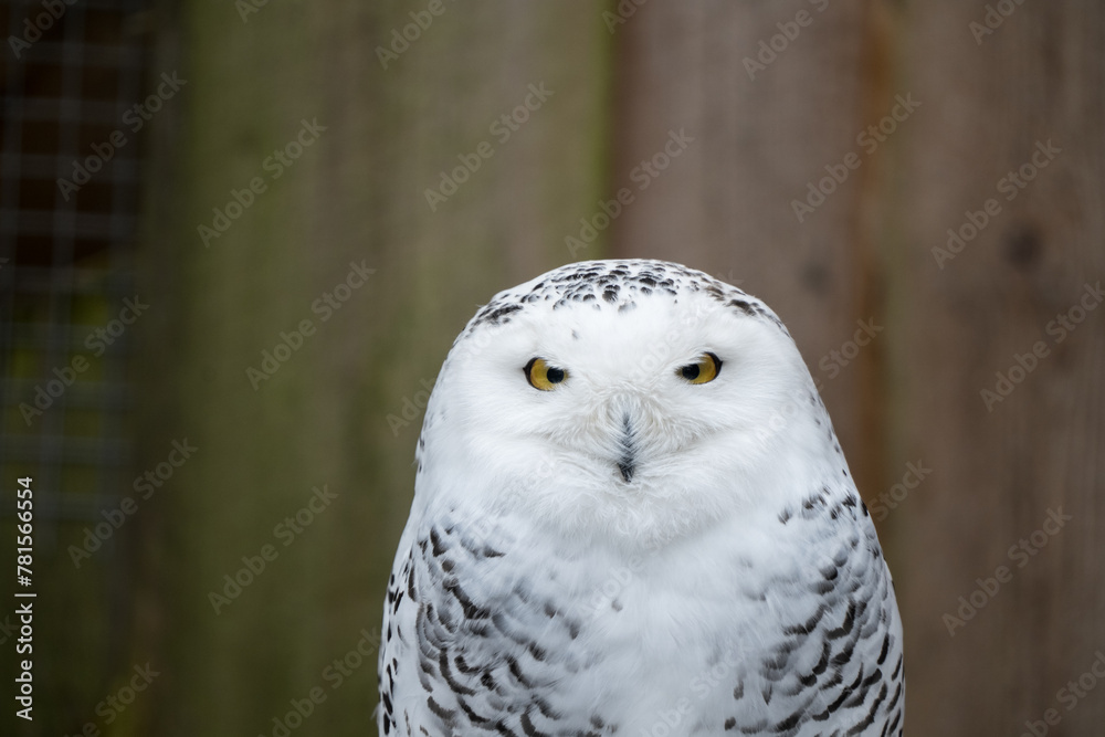 Fototapeta premium Tallinn Estonia - April 06 2024: Portrait of a snowy owl (Latin: Bubo scandiacus) in front of wooden background. Large majestic white owl.