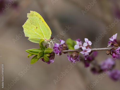 Zitronenfalter (Gonepteryx rhamni) an Echtem Seidelbast (Daphne)