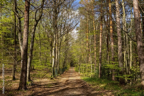 footpath in the woods