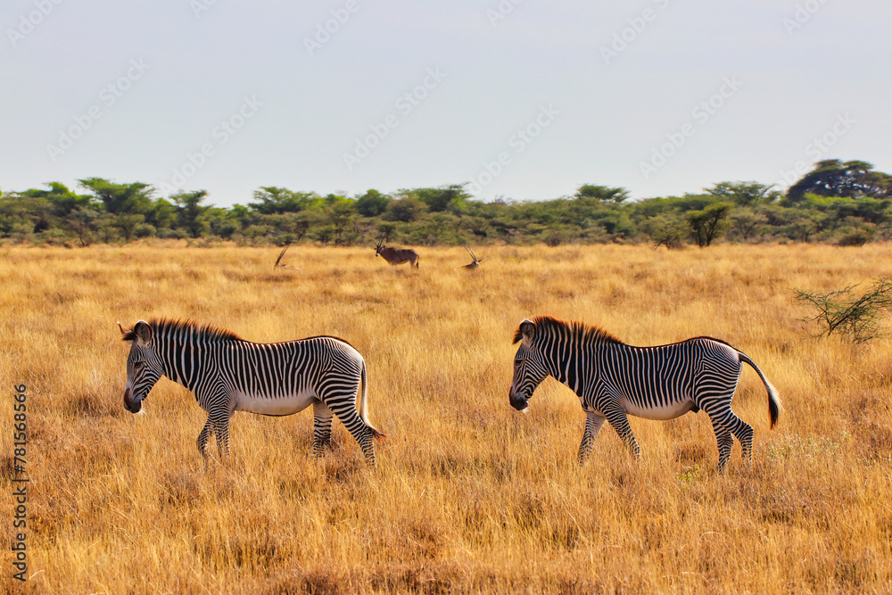 Fototapeta premium Two endangered Grevy's Zebras on the lookout for fresh grass in the dry savanna plains with a Beisa Oryx for company in the vast Buffalo Springs Reserve in Samburu County, Kenya