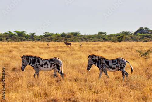 Two endangered Grevy s Zebras on the lookout for fresh grass in the dry savanna plains with a Beisa Oryx for company in the vast  Buffalo Springs Reserve in Samburu County  Kenya