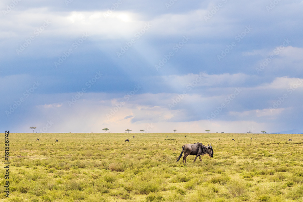 Paisaje de sabana africana nublado con ñus 