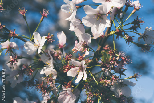 Close up of cherry blossom blooms, Washington DC