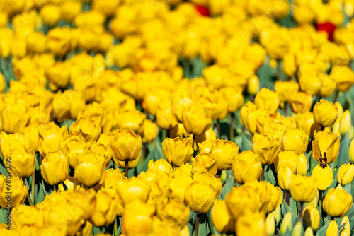 Yellow tulips fill the frame, taken at Burnside Farms in Virginia photo