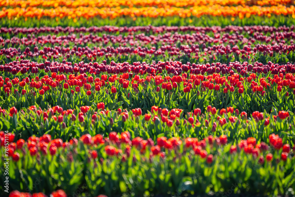 Rows of colorful tulips at Burnside Farms in Virginia