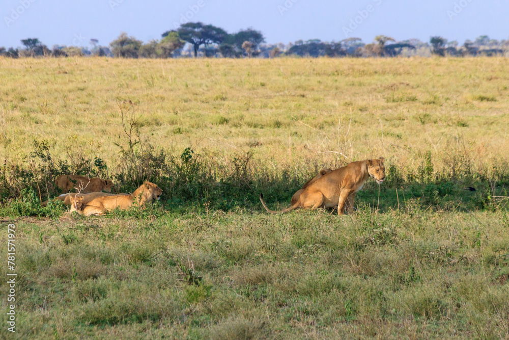 Pride of lions (Panthera leo) in savannah in Serengeti national park, Tanzania Pride of lions (Panthera leo) in savannah in Serengeti national park, Tanzania