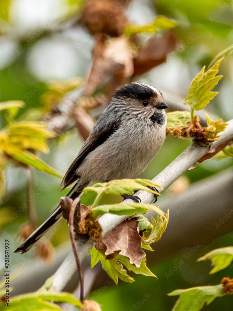Obraz premium Lomg tailed tit