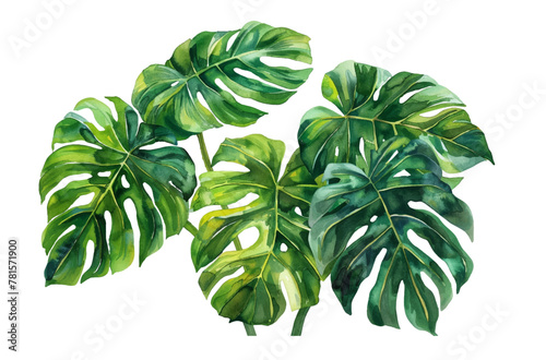 
Exotic plants, palm leaves, monstera on an isolated white background, watercolor vector illustration