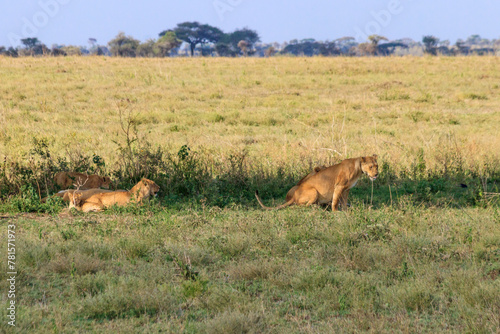 Pride of lions  Panthera leo  in savannah in Serengeti national park  Tanzania
