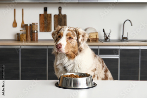 Cute Australian Shepherd do...