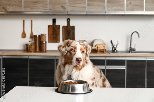 Cute Australian Shepherd do...