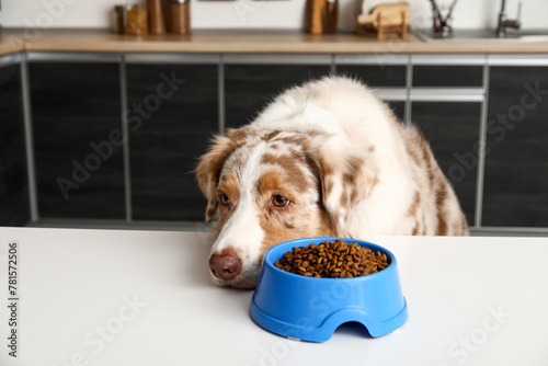 Fluffy Australian Shepherd ...