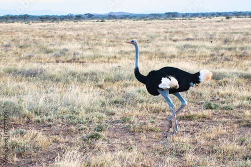 A Somali Ostrich male, endangered and native to North Kenya in mid-stride while running through the dry savanna grass plains at the Buffalo Springs Reserve in Samburu County, Kenya photo