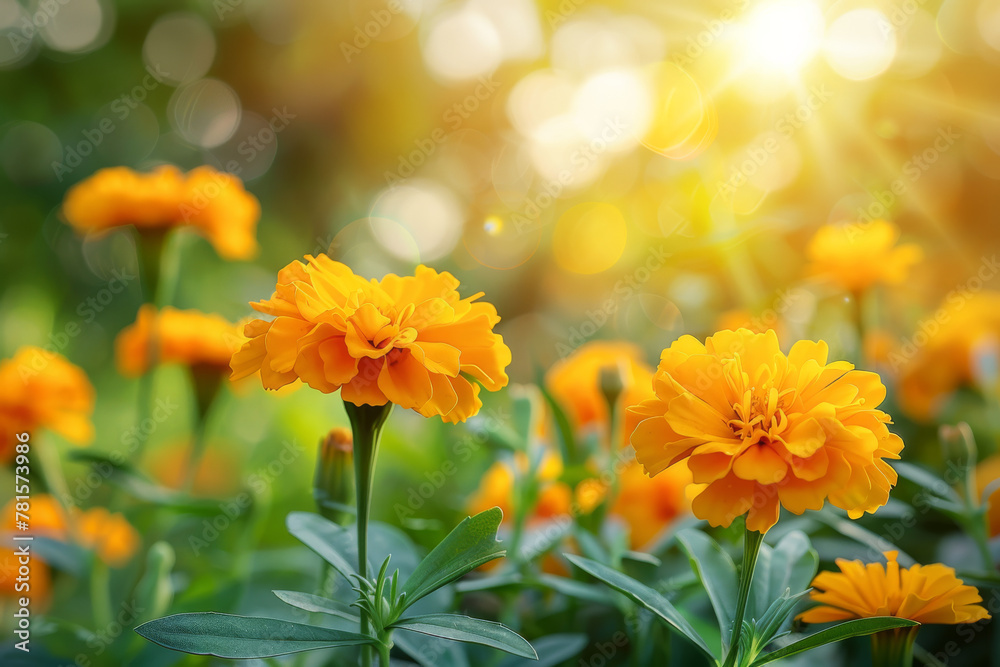 Marigold close up at Summer with bokeh effect Marigold close up at Summer with bokeh effect