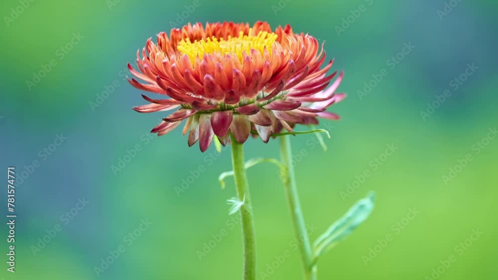 Xerochrysum bracteatum, commonly known as the golden everlasting or strawflower, is a flowering plant in the family Asteraceae native to Australia. Described by Étienne Pierre Ventenat in 1803. Xerochrysum bracteatum, commonly known as the golden everlasting or strawflower, is a flowering plant in the family Asteraceae native to Australia. Described by Étienne Pierre Ventenat in 1803.