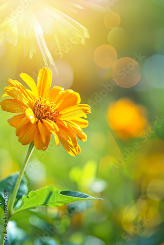 Marigold close up at Summer with bokeh effect © Manuel