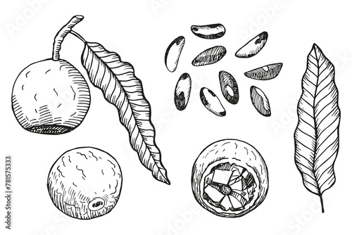 Brazilian nut hand drawn sketch on isolated background. Engraved set with nuts, leaf, flower, fruit, branch. Organic product, food, oil. Design for card, print, paper, recipe, menu, label, packaging  photo