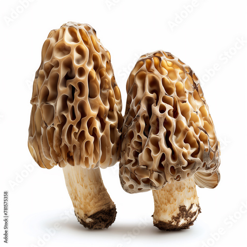 Edible morel isolated on solid white background. photo