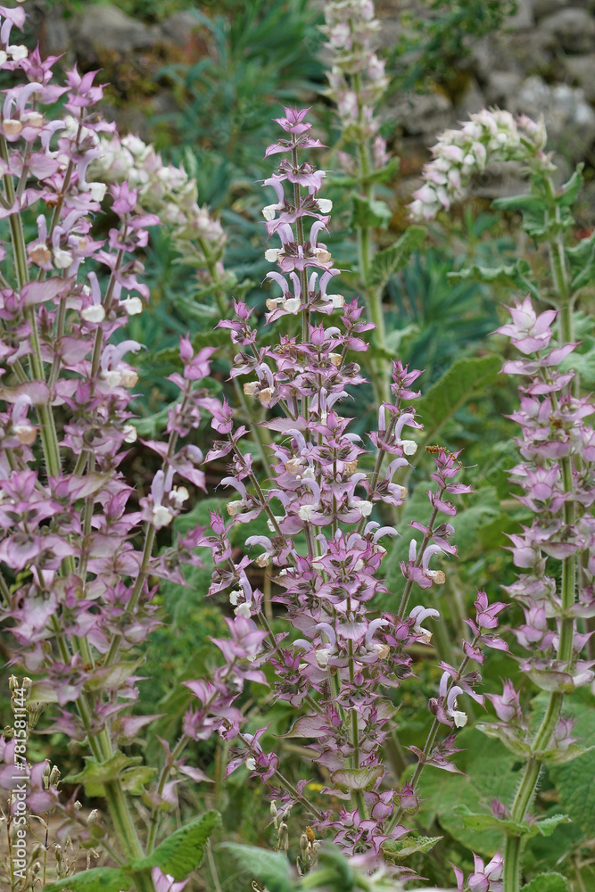 Vertical closeup on an aggregation of the fragrant Clary sage, Salvia sclarea in the Mediterranean area Vertical closeup on an aggregation of the fragrant Clary sage, Salvia sclarea in the Mediterranean area