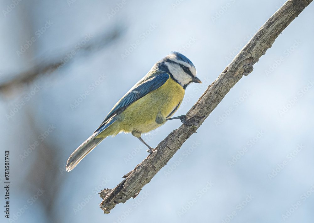 Fototapeta premium a woodpecker