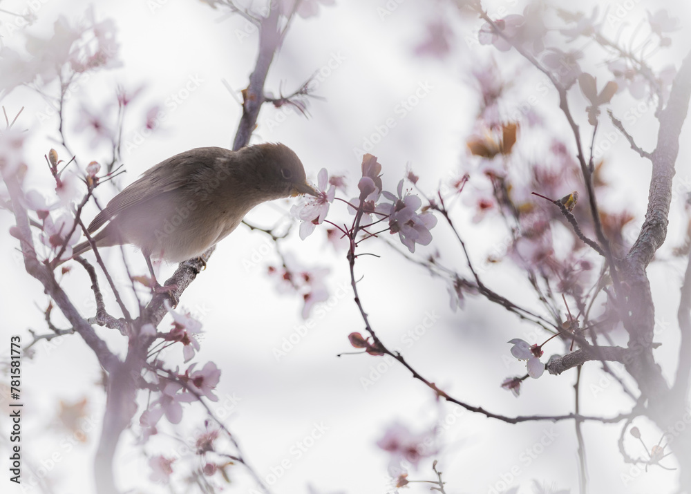 bird in winter bird in winter