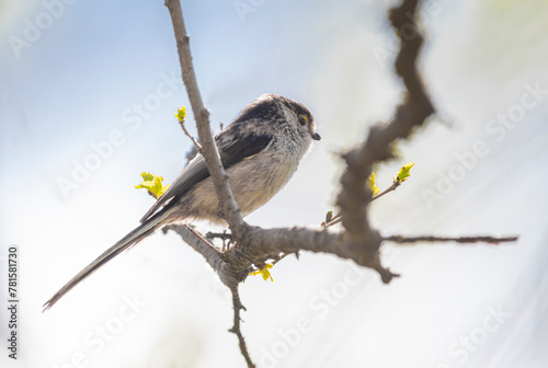 sparrow on branch photo