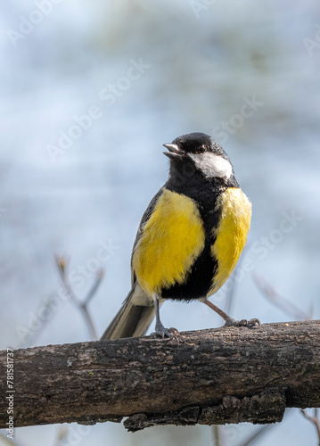 yellow wagtail on a branch