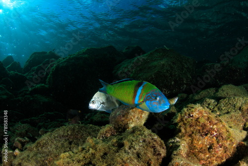 A colourful greenish fish swims over the reef at the bottom of the ocean.