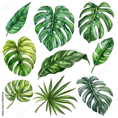 Detailed hand-drawn botanical illustrations of jungle foliage. Ideal for apparel design