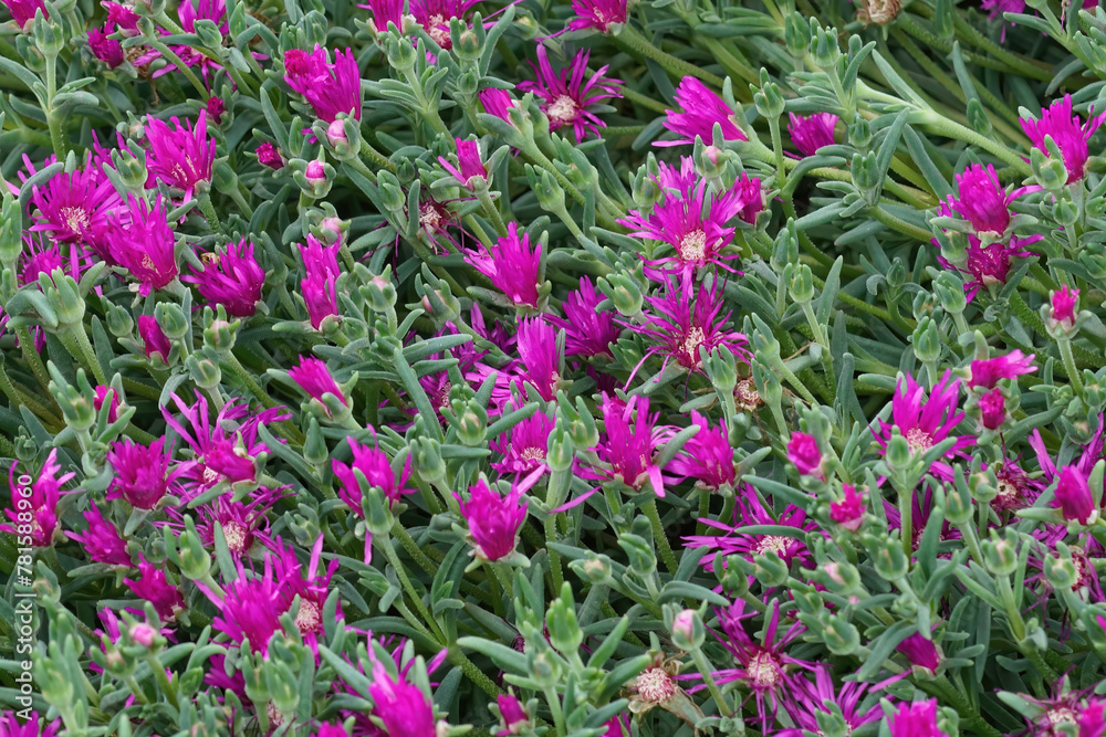 Colorful closeup on purple flowering South African trailing or hardy iceplant, Delosperma cooperi